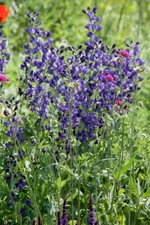 Aconitum napellus eisenhut gebraucht kaufen  Westerstede