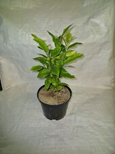 Lemon tree citrus for sale  PRESTON