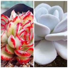 Echeveria puli lindsayana for sale  BEXHILL-ON-SEA