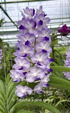 Vanda pine rivers for sale  Bonita Springs