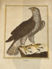 Oiseaux rapace autour d'occasion  Paris IX