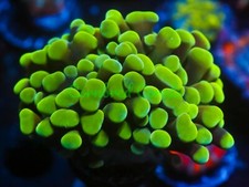 Cornbred limeade branching for sale  Fort Lauderdale