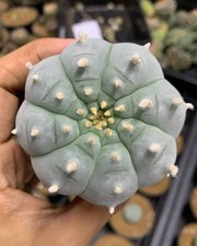 Ariocarpus astrophytum aztekiu for sale  Waltham