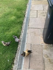 Barbu anver eggs for sale  NEWTON AYCLIFFE