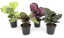 Calathea prayer plants for sale  Clinton