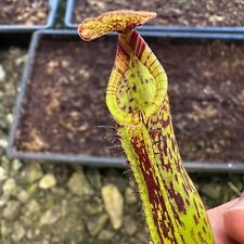 Nepenthes zakriana seed for sale  Blairsville