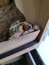 Vivarium 5foot 2 for sale  BELFAST
