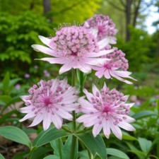 Astrantia major pink for sale  GLASGOW