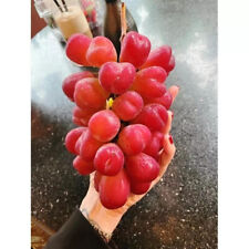 Pépin raisin coeur d'occasion  Expédié en France