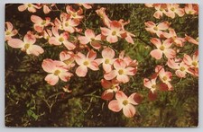 Vibrant flowering dogwood for sale  Owosso