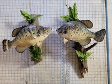Vtg crappie taxidermy for sale  Mesa