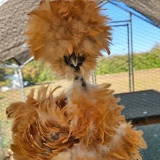 Silkie polish frizzle for sale  Kenly