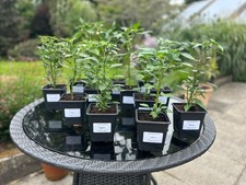 Grow chilli plant for sale  NEWTOWNARDS