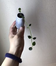 Hoya lithophytica lovely for sale  Roanoke