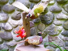 Rooster pheasants standing for sale  Neosho