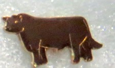 Brown angus cow for sale  Minneapolis