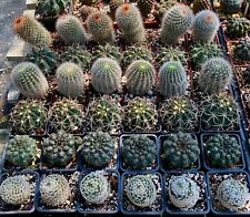 Gymnocalycium griseopallidum v for sale  Palm City