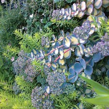 1 sedum plants for sale 1 sedum plants for sale UK