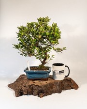 Shohin japanese azalea for sale  ELGIN