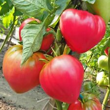 Tomatensamen abakan beste gebraucht kaufen  Kleinheubach