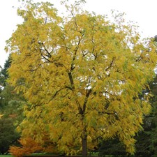 Juglans nigra southern for sale  Oakland Gardens