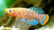 Killifish NOTHO NOTHOBRANCHIUS RACHOVII BEIRA 98 huevo pez tropical 50 huevos segunda mano  Embacar hacia Argentina