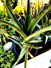 Hercules aloe tree for sale  Las Vegas