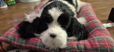 Filhote de cachorro Sleeping Shih Tzus realista em uma almofada de cachorro pele de coelho real preto/branco vintage comprar usado  Enviando para Brazil