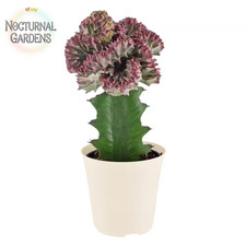 Light purple marmaid for sale  Denver