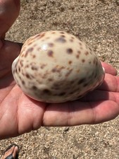 Rare vintage cypraea for sale  Santa Barbara