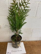 Green giant trade for sale  Mcminnville