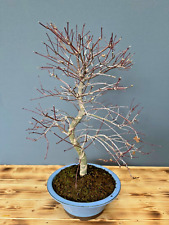 Bonsai baum acer gebraucht kaufen  Böhl-Iggelheim