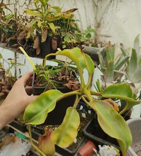 Nepenthes robcantleyi veitchii d'occasion  Beaumont-de-Lomagne
