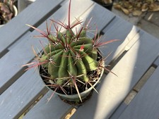 Medium ferocactus gracilis for sale  San Antonio