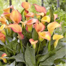 Zantedeschia morning sun for sale  LONDON