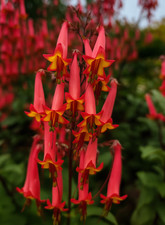 Cape fuchsia long for sale  BARGOED