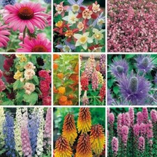 Pack x12 mixed for sale  CHELMSFORD
