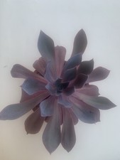 Echeveria afterglow taglia usato  Monte San Vito