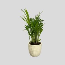 Parlour palm chamaedorea for sale  LEWES