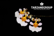 Tolumnia velutina oncidium for sale  Miami