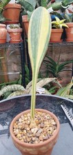 Sansevieria macrophylla varieg for sale  GLOUCESTER