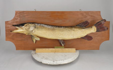 Northern pike mount for sale  Farmington