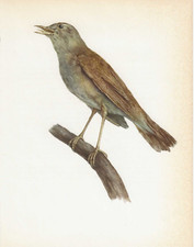Vintage bird print for sale  DERBY
