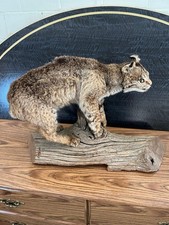 Beautiful full mount for sale  Hinton