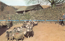 R273674 herdwick sheep for sale  WARLINGHAM
