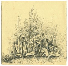 Botanique parelle dessin d'occasion  Anet