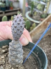 Tephrocactus articulatus papyr for sale  Temecula