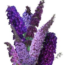 Butterfly bush fragrant for sale  Meridian