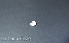 Ancoretta magnetica ptfe usato  Carpi