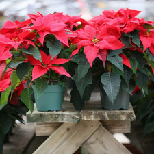 Red poinsettia flower for sale  Denver